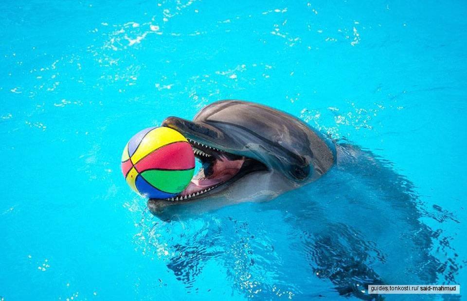 Dolphin Show w Hurghadzie