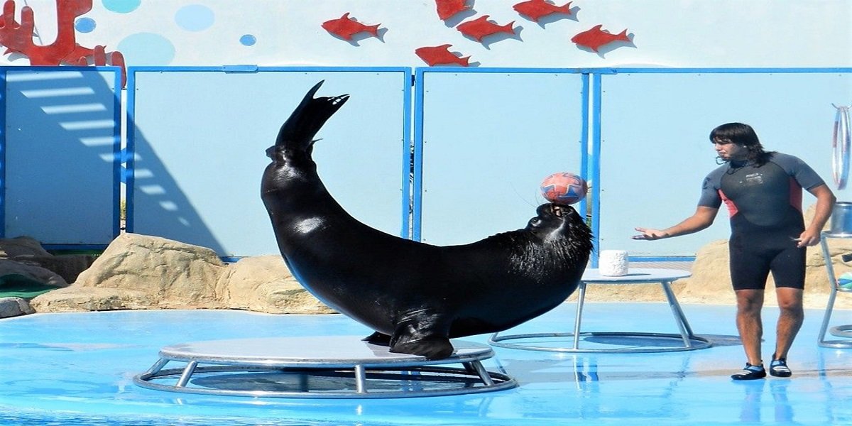 Dolphin Show w Hurghadzie